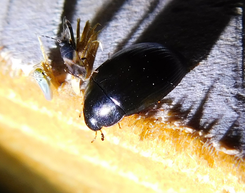 Hydrobius