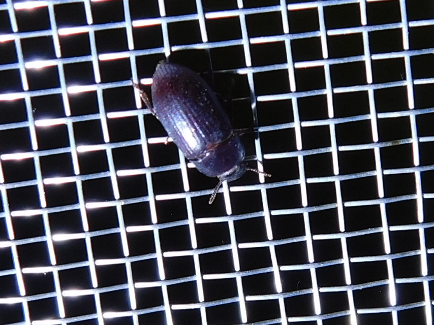 Alphitobius diaperinus