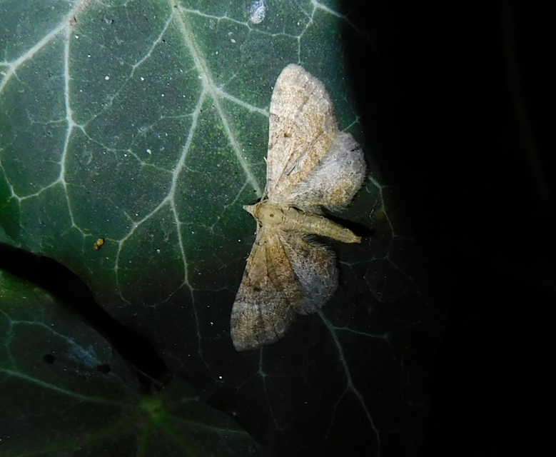 Eupithecia simpliciata - kerekszárnyú törpearaszoló
