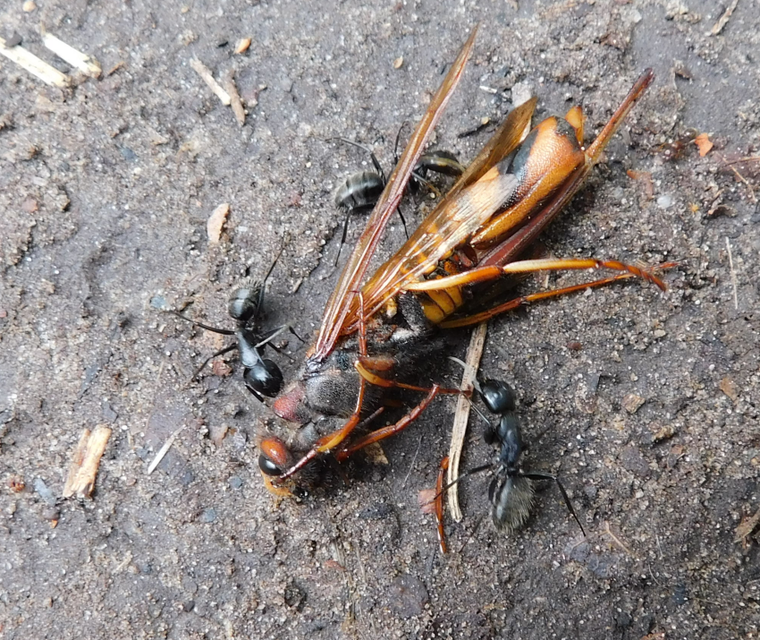 Camponotus vagus - fekete lóhangya