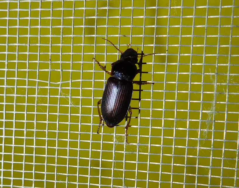 Harpalus griseus - kis selymesfutó