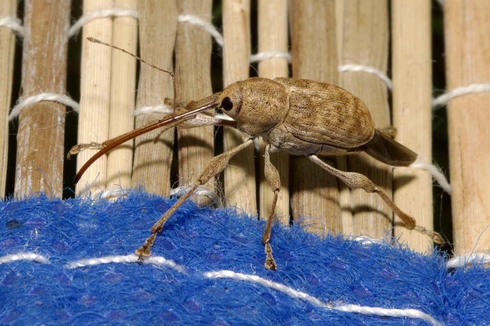 Curculio elephas - gesztenyezsuzsóka