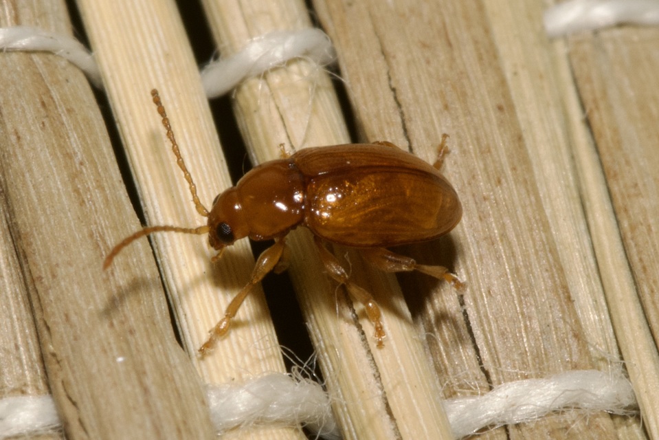 Neocrepidodera