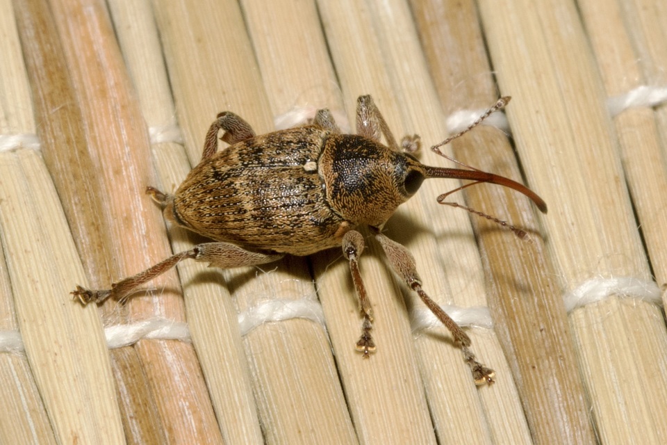 Curculio glandium - tölgymakkzsuzsóka