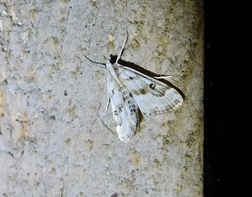 Parapoynx