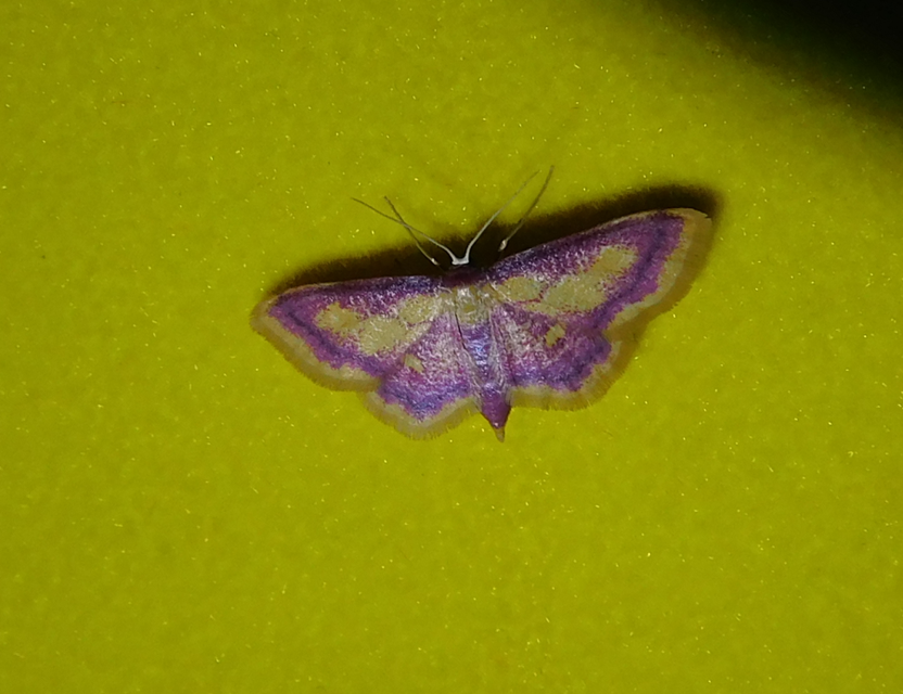 Idaea muricata - mocsári pirosaraszoló