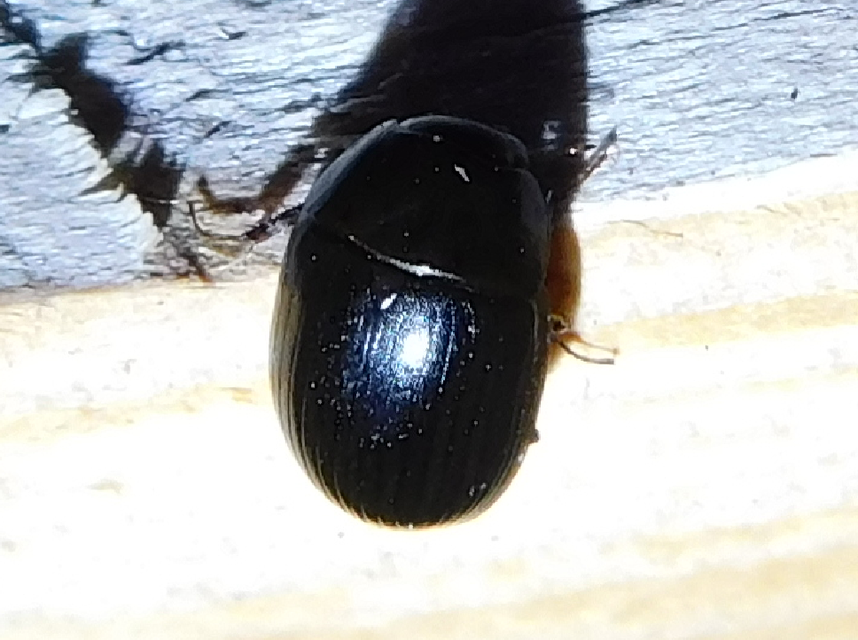 Hydrobius