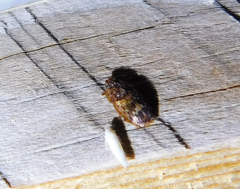 Soronia grisea - pettyegetett fénybogár