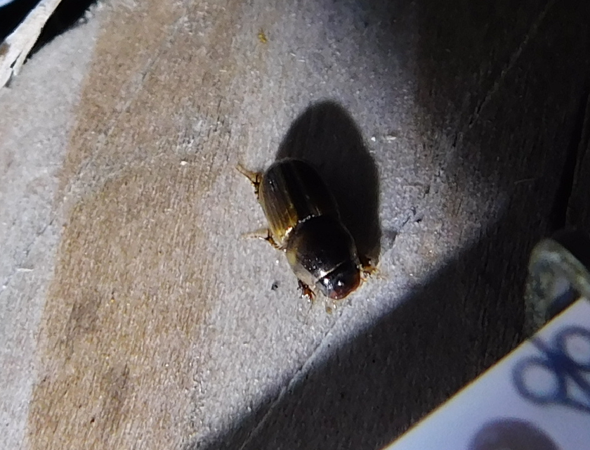 Aphodius lividus - turjáni trágyabogár