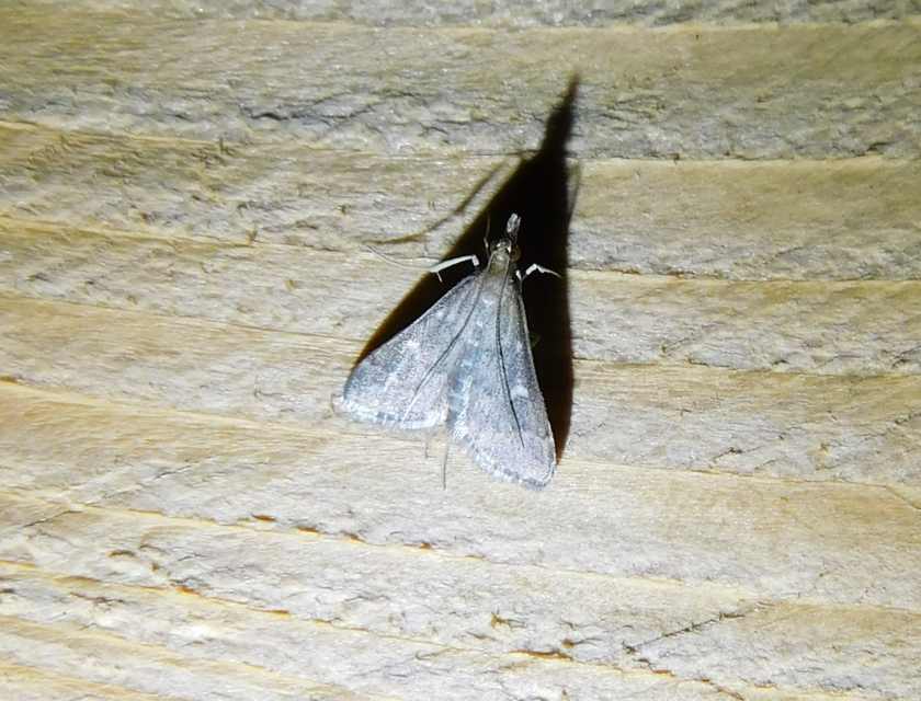 Dolicharthria punctalis - hosszúlábú tűzmoly