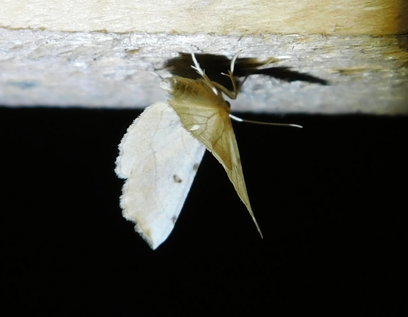 Eilicrinia trinotata - háromjegyű araszoló