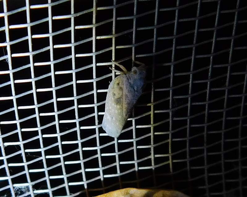 Metcalfa pruinosa - amerikai lepkekabóca