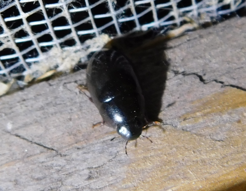 Limnoxenus niger - fekete csibor