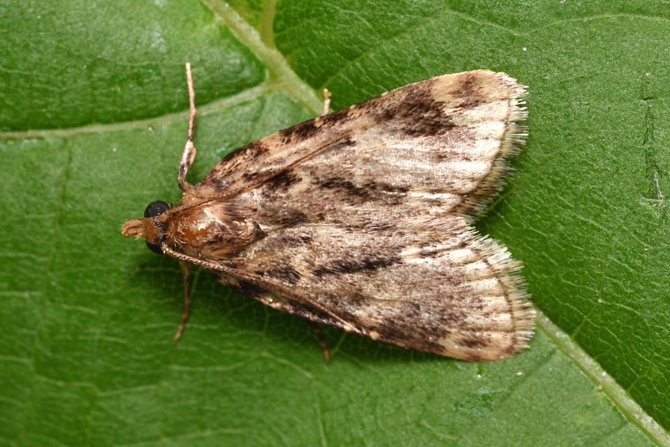 Aglossa caprealis - kis zsiradékmoly