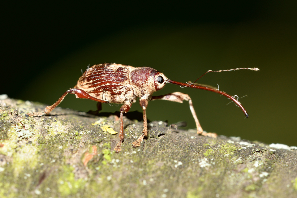 Curculio elephas - gesztenyezsuzsóka