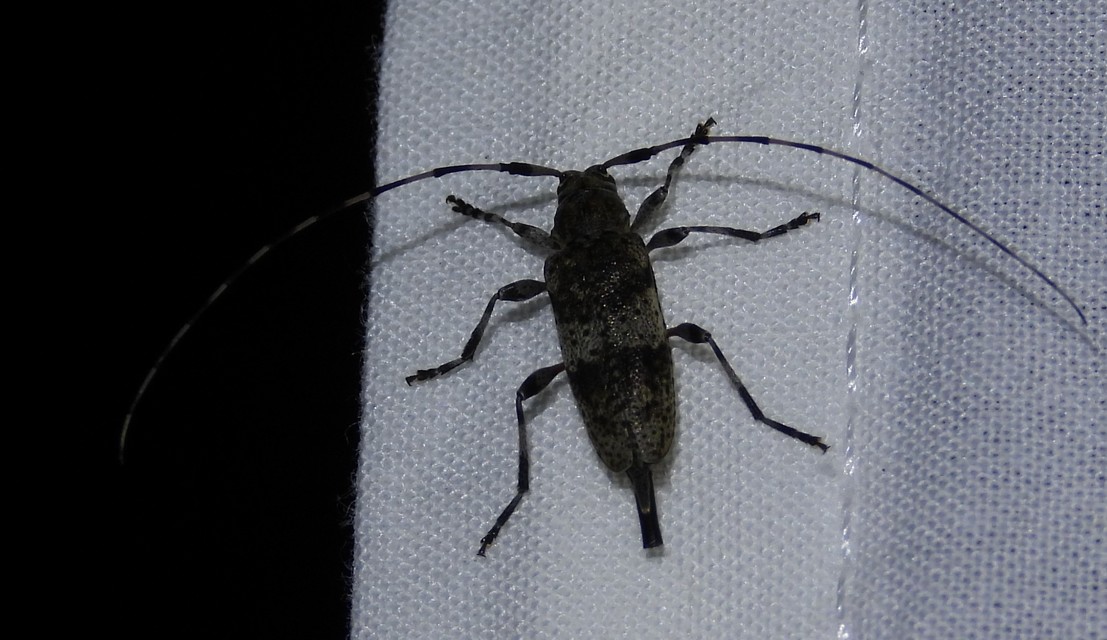 Acanthocinus griseus - szürke daliáscincér