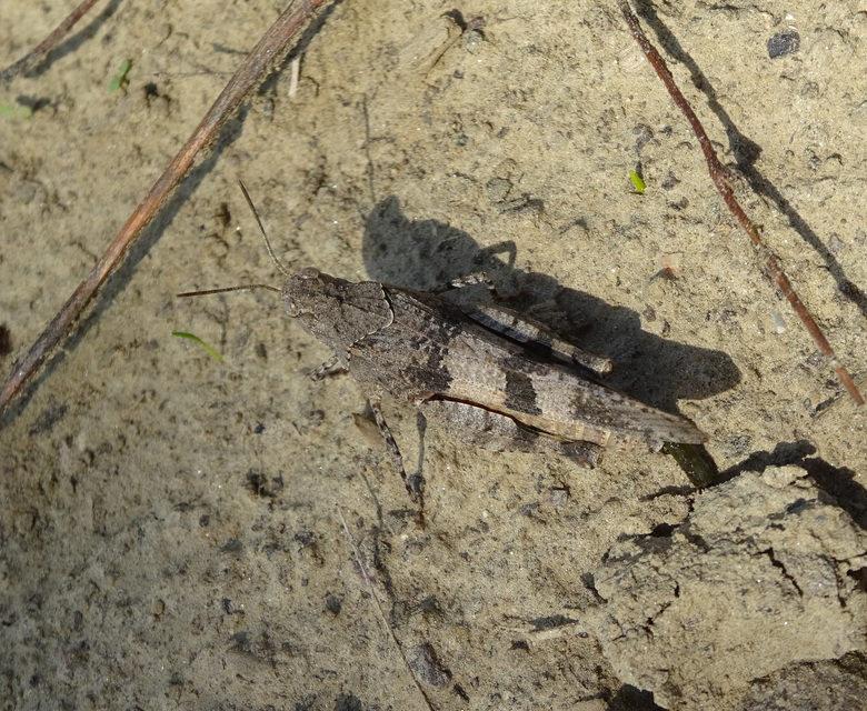 Oedipoda caerulescens - kékszárnyú sáska