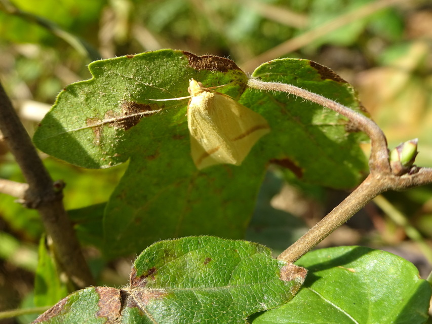 Rhodometra sacraria - rózsacsíkos araszoló