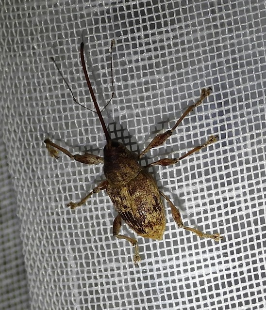 Curculio elephas - gesztenyezsuzsóka