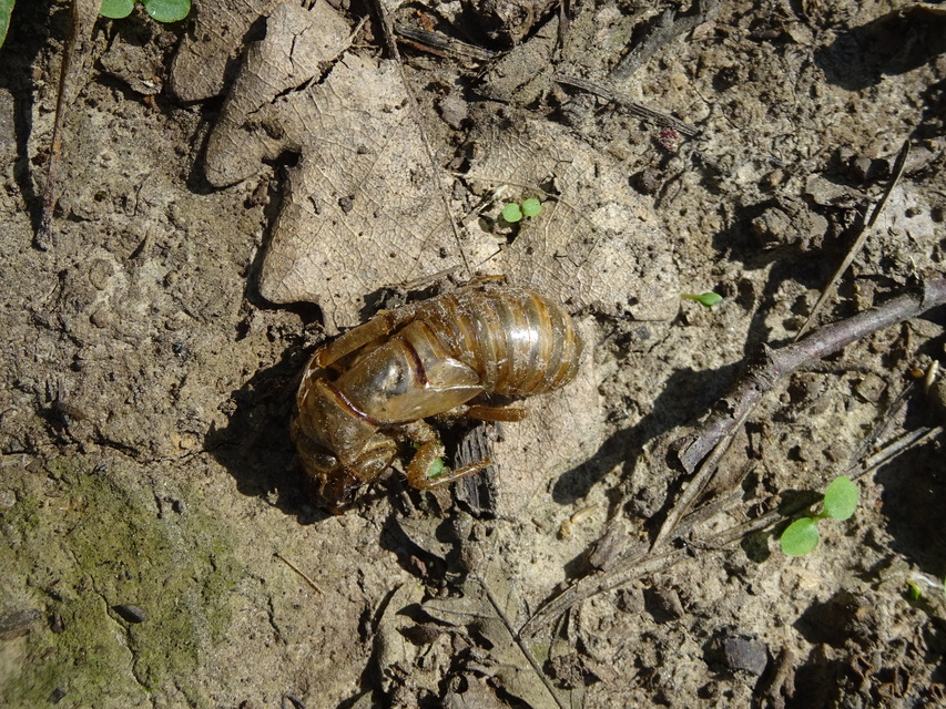 Tibicina haematodes - óriás-énekeskabóca