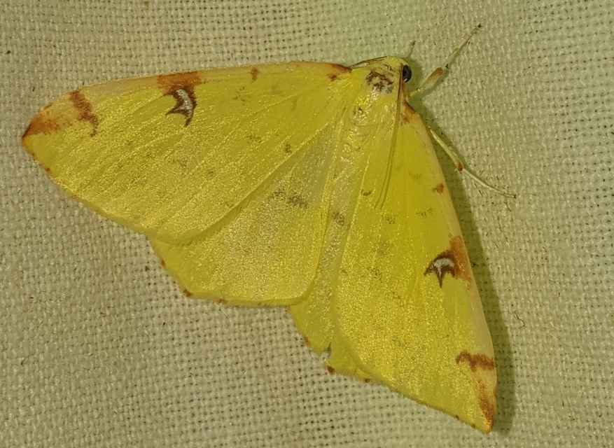 Opisthograptis luteolata - citromsárga araszoló