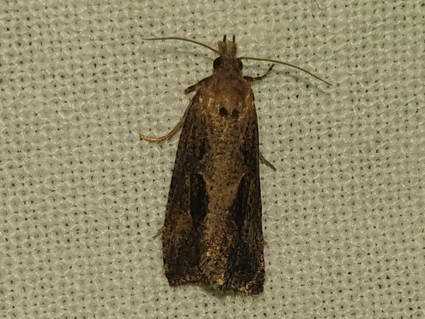 Endothenia