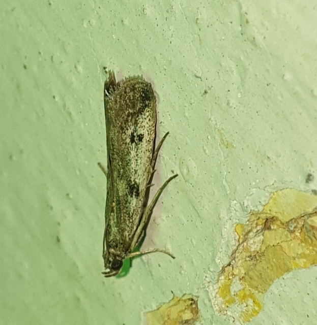 Phycitodes
