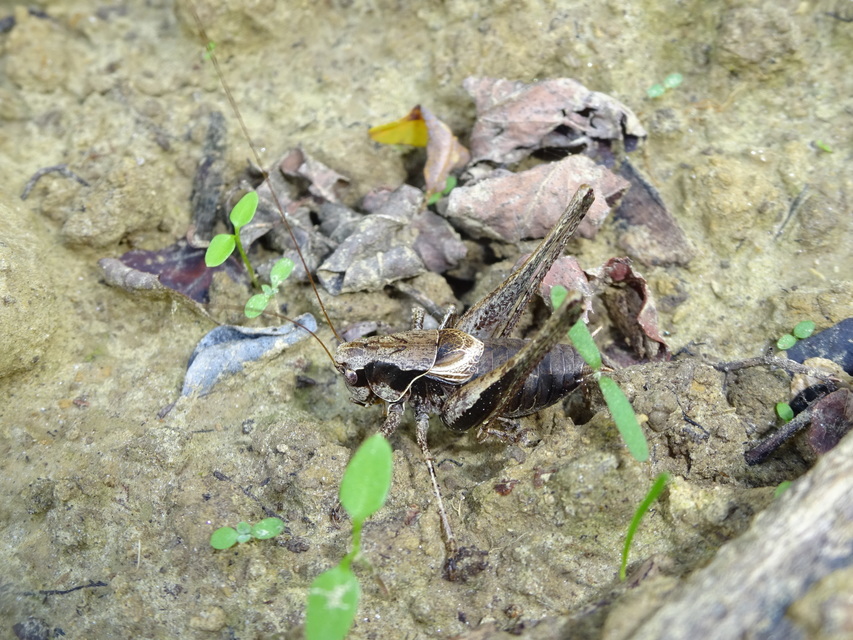 Pholidoptera griseoaptera - szürke avarszöcske