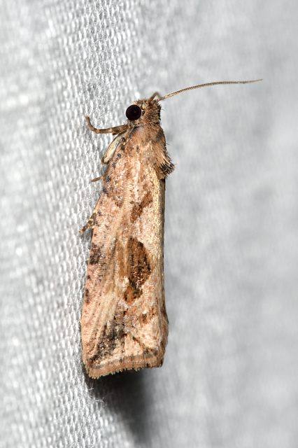 Endothenia