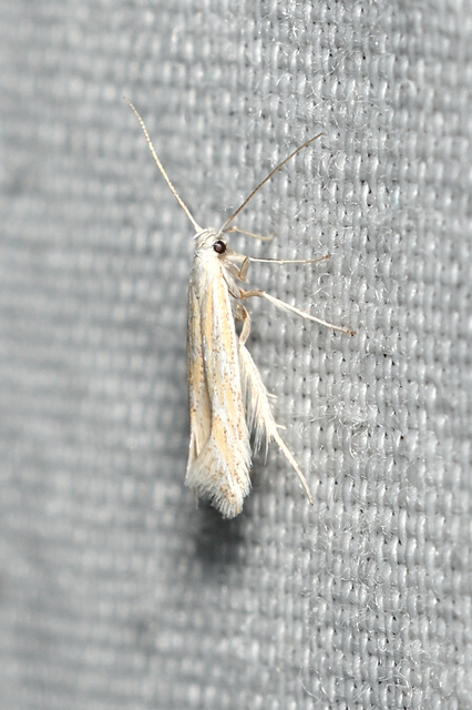 Coleophora