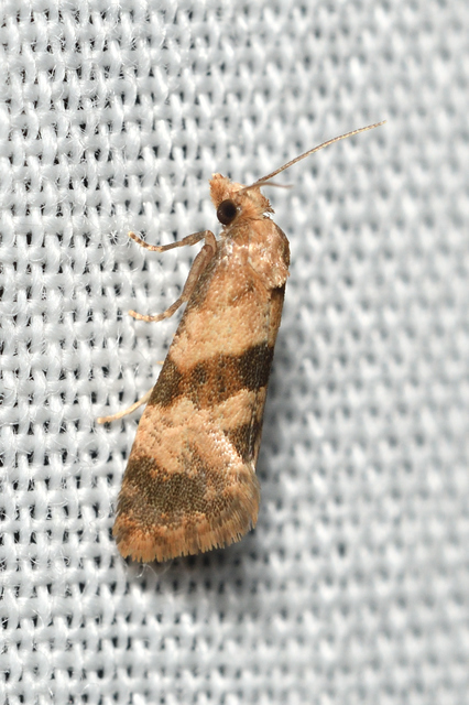 Phalonidia contractana - pipitér-fúrómoly