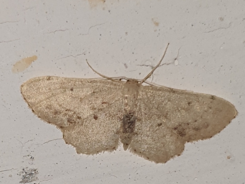 Idaea dimidiata - gyakori apróaraszoló