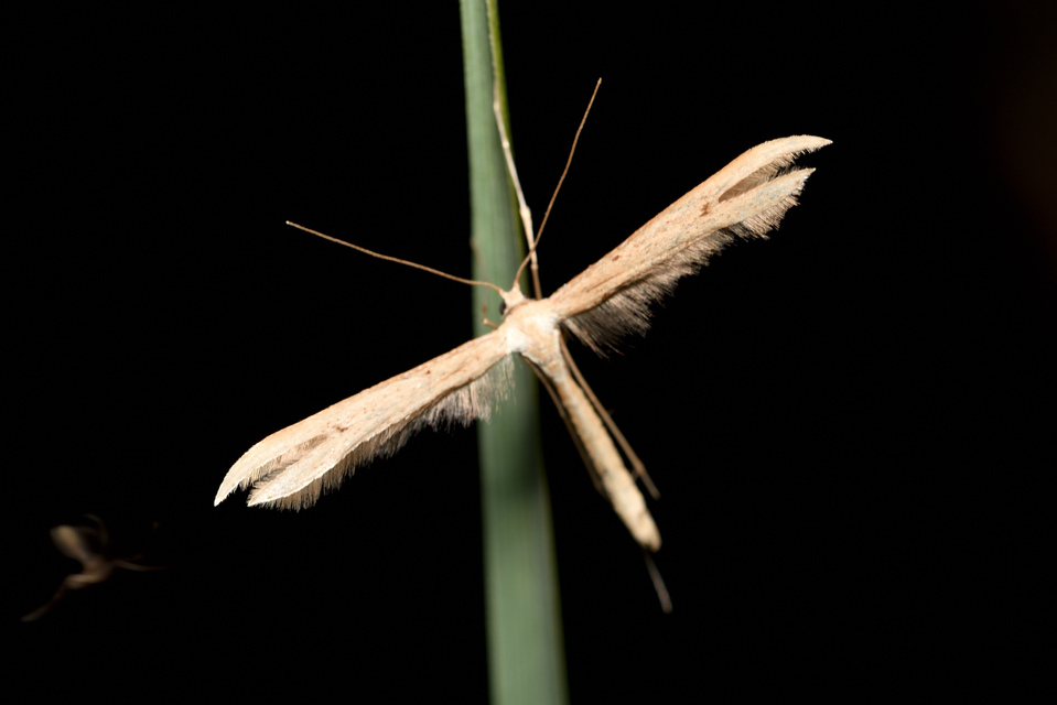 Emmelina monodactyla/argoteles