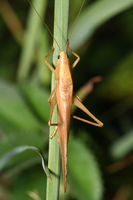 Ruspolia nitidula - nagy kúpfejűszöcske