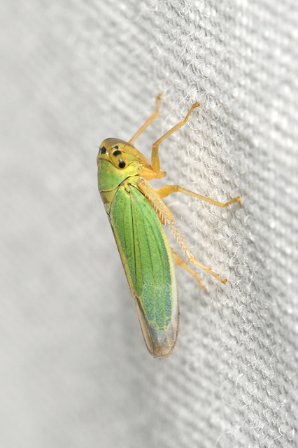 Cicadella viridis - méregzöld kabóca