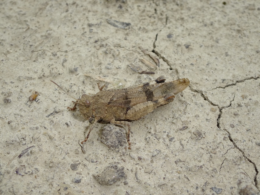 Oedipoda caerulescens - kékszárnyú sáska