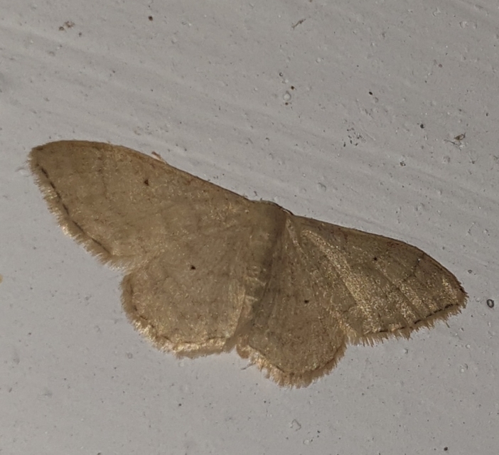 Idaea straminata - szalmasárga sávosaraszoló