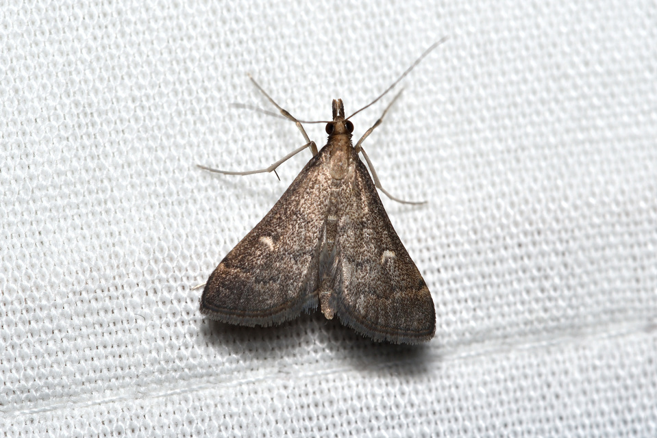 Dolicharthria punctalis - hosszúlábú tűzmoly