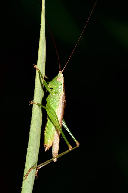 Conocephalus fuscus - kis kúpfejűszöcske