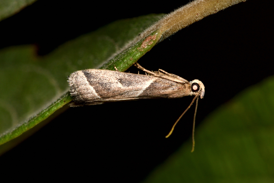 Nyctegretis lineana - agátszínű karcsúmoly