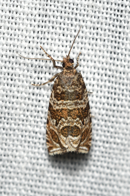Celypha rivulana - dudvasodró tükrösmoly