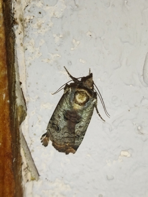 Epilecta linogrisea - karcsú sárgafűbagoly