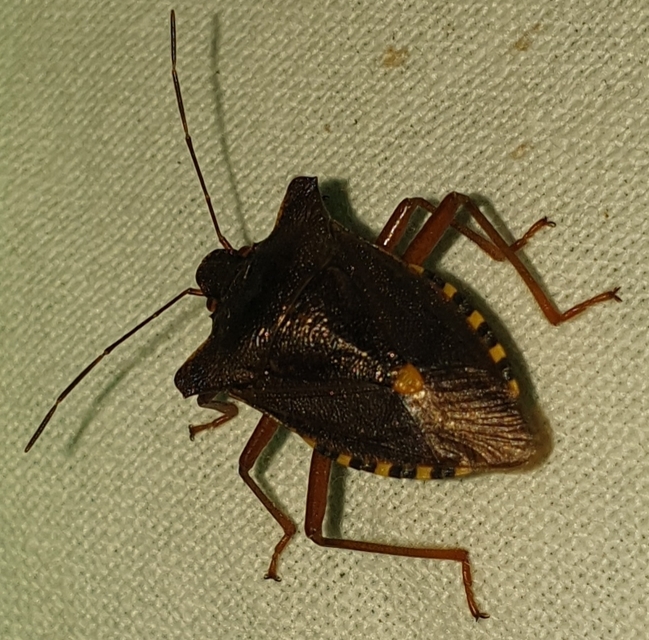 Pentatoma rufipes - vöröslábú címerespoloska Pentatoma rufipes - vöröslábú címerespoloska