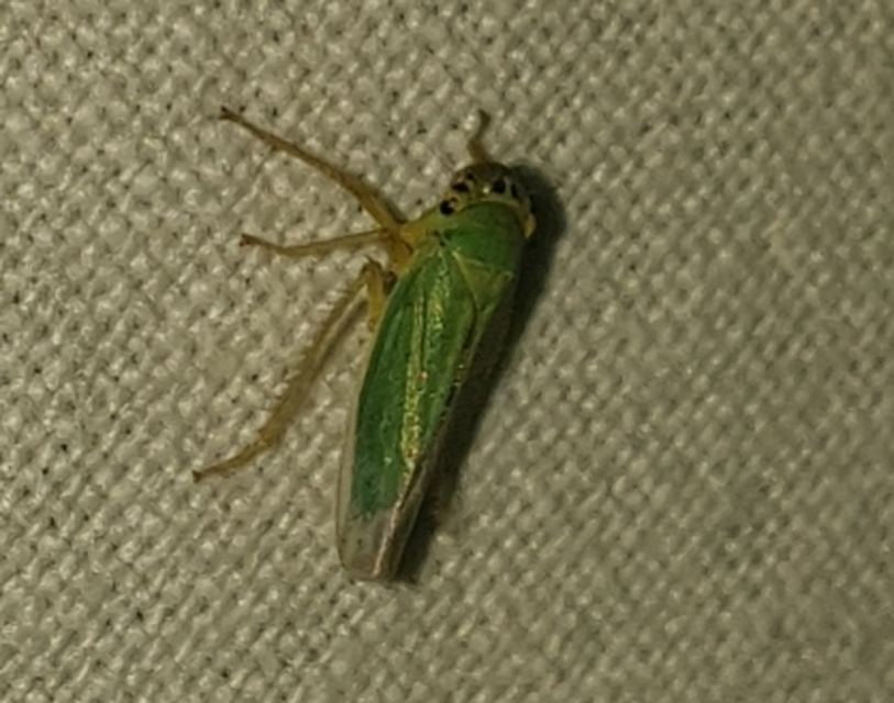 Cicadella viridis - méregzöld kabóca