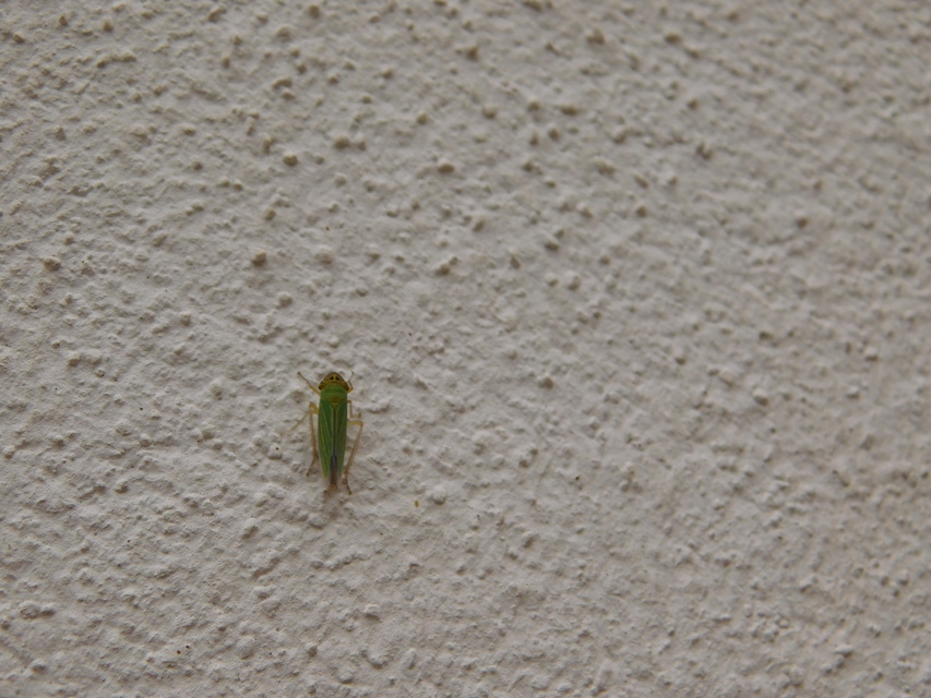 Cicadella viridis - méregzöld kabóca