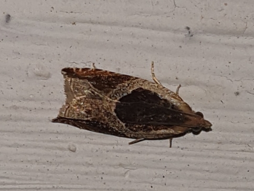 Ancylis