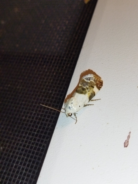 Acontia lucida - fehér nappalibagoly