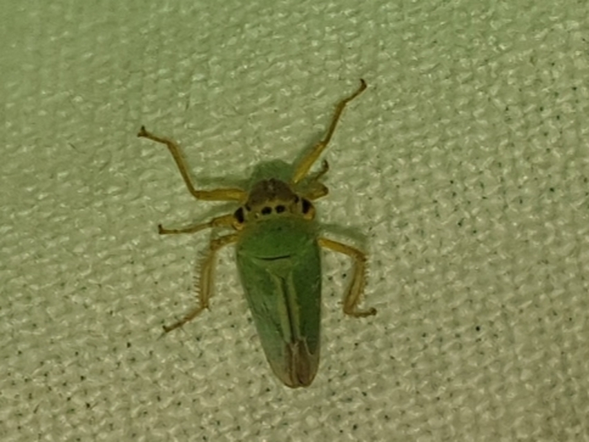 Cicadella viridis - méregzöld kabóca