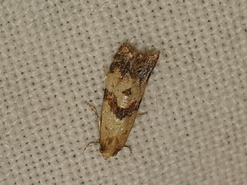 Phalonidia contractana - pipitér-fúrómoly