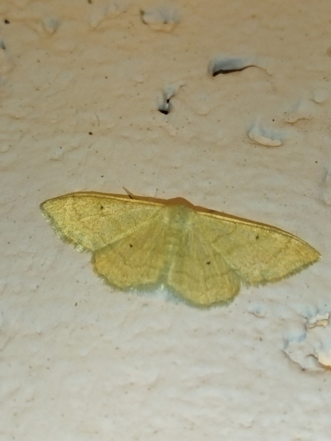 Idaea straminata - szalmasárga sávosaraszoló